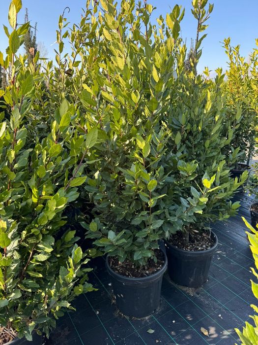 Platan acerfolia  catalpa globular