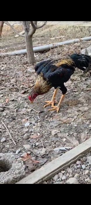 Июльский шөже сатылады