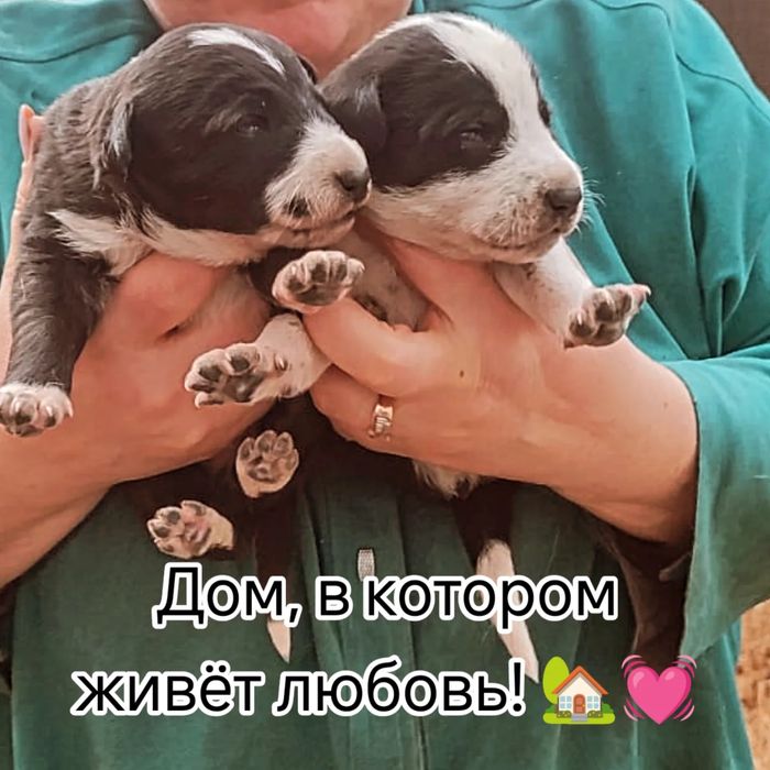 Щенки в добрые руки.