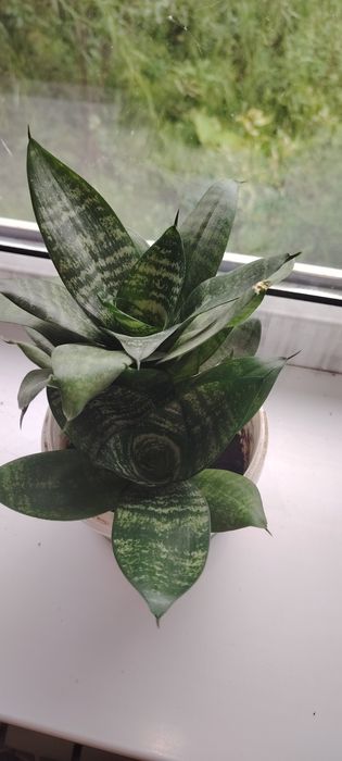 Гүлдер бар распродаж