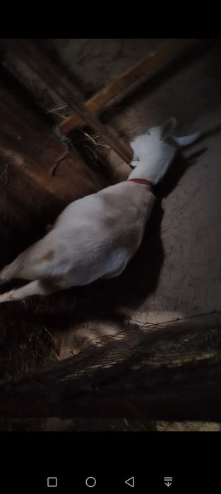 Ечкилар сотилади