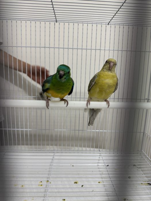 Певчий попугай молодые