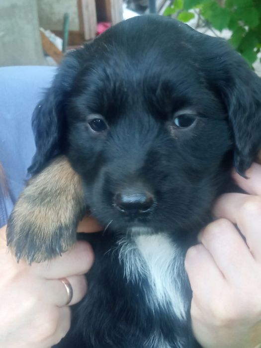 Щенята девочки Русские спаниель