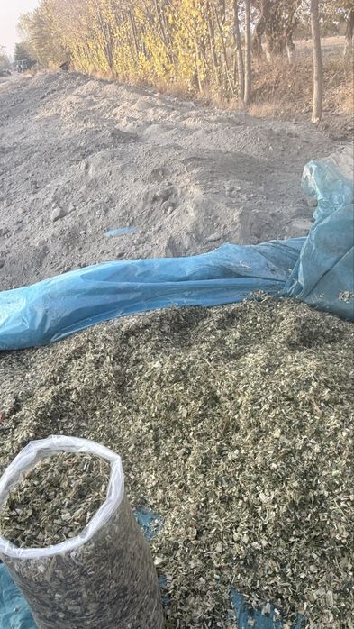 Silos qoplangan katta abyomda