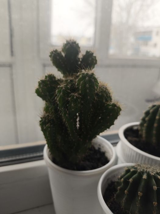 Кактус. Комнатное растение.