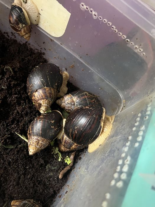 Улитки Ахатины бесплатно