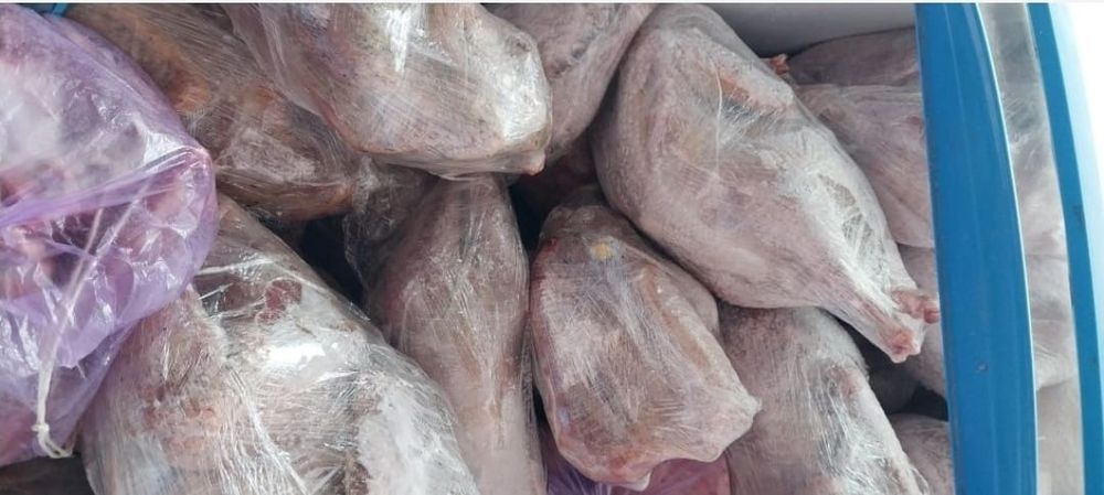 Индюк . курке так.