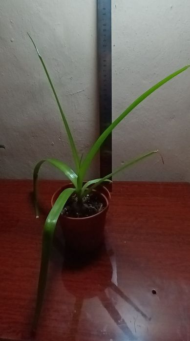 Лечебное растение Индийский лук