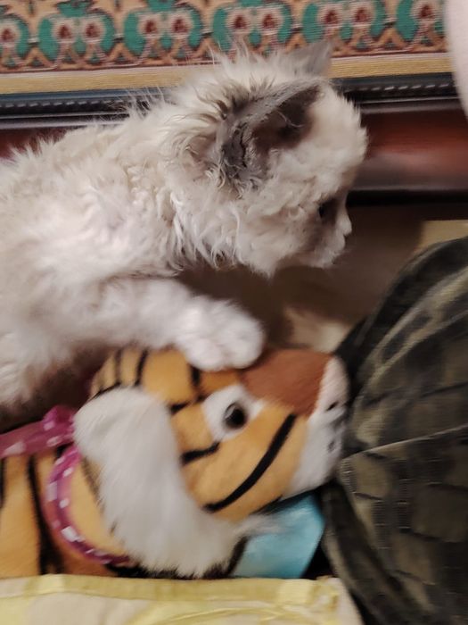 Селкирк рекс кудрявые котята