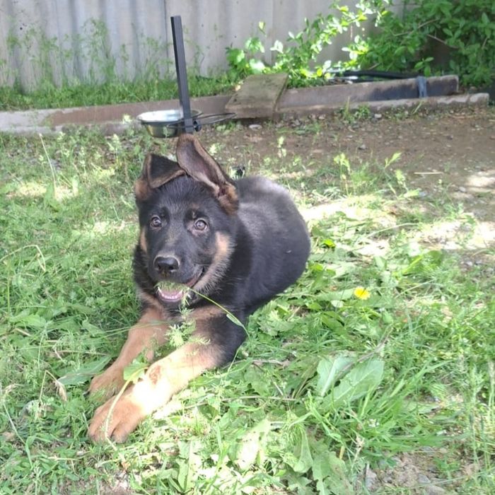 Немецкая овчарка күшігі