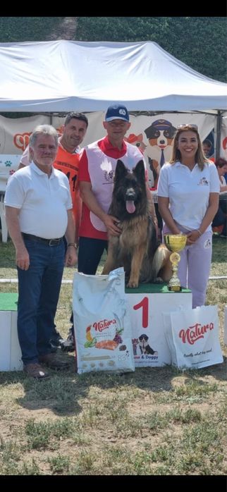 Pui Ciobanesc German