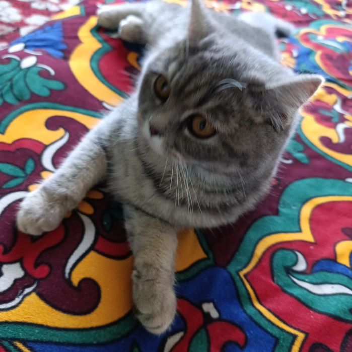 Мушук сотлади жинси айол