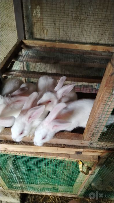 5 ta Quyon bolalari va 1 ta kotta quyon