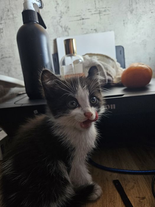 Отдам котёнка мальчика