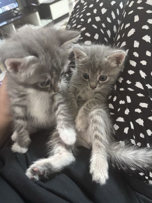 Котята двое мальчики