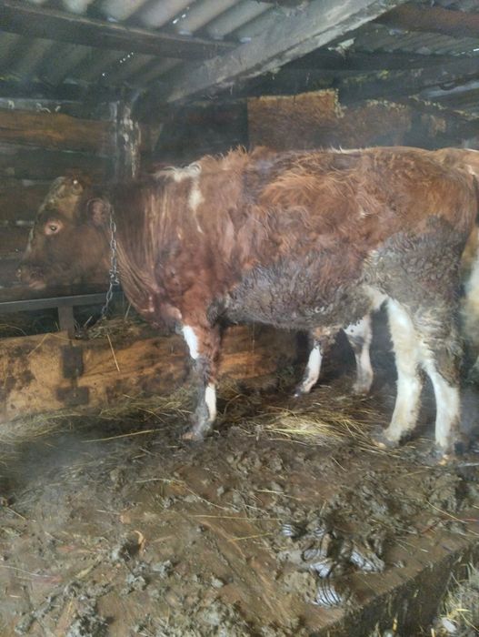 Продам быка 480000