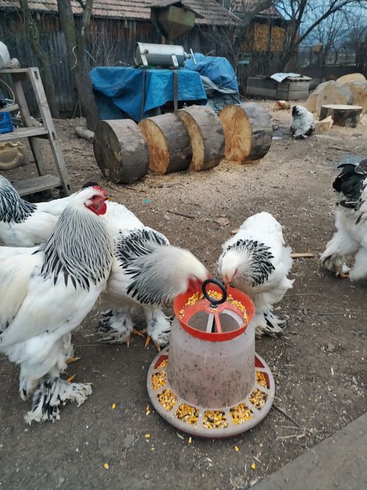 Păsări Brahma de vânzare