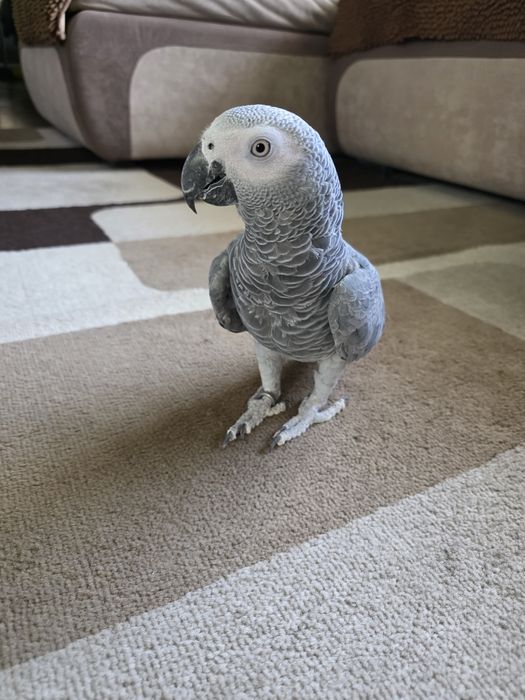 Продаётся Попугай Жако.