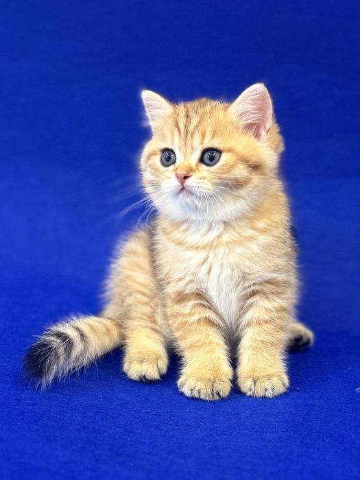 Британский Золотой мальчик