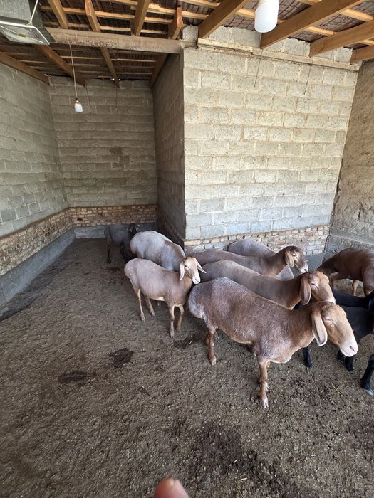 Арашан киргиз баран кучкар ва соликлар бор