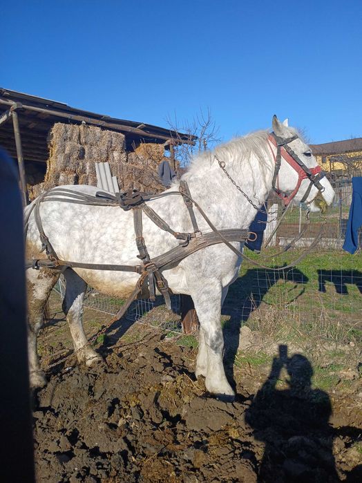 Vând iapă bună - 3000 euro