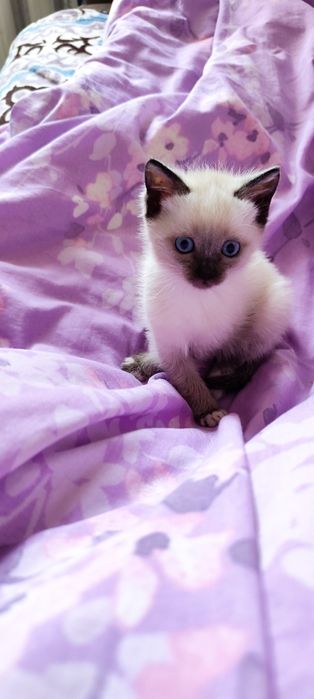 Котёнок девочка в добрые руки