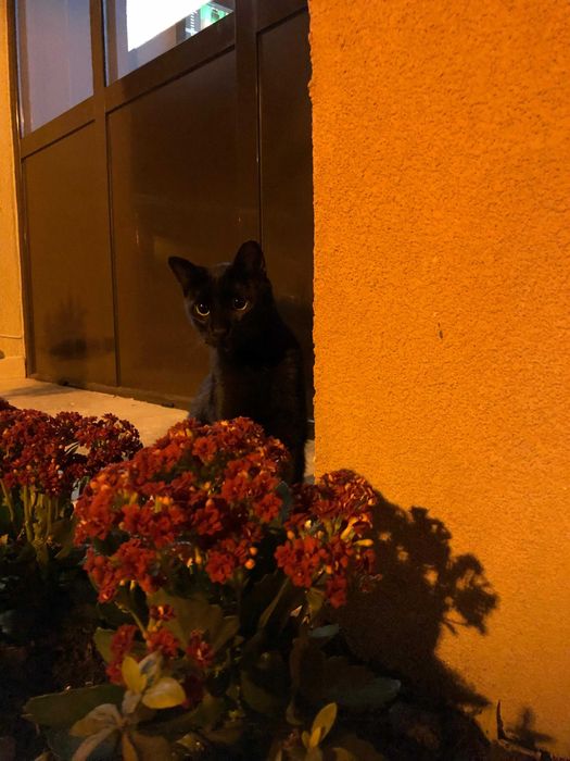 Cici, pisicuta sterilizata pentru adoptie