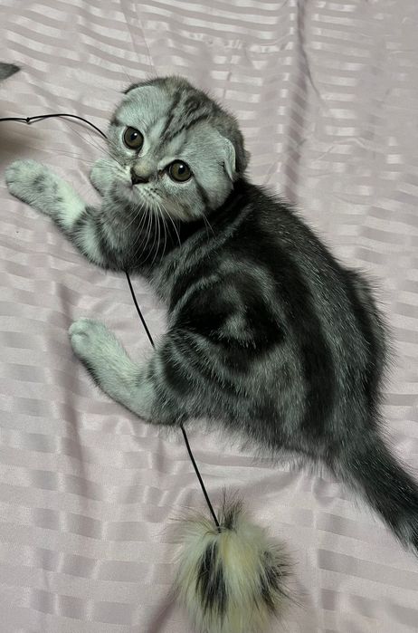 Шотландская кошка