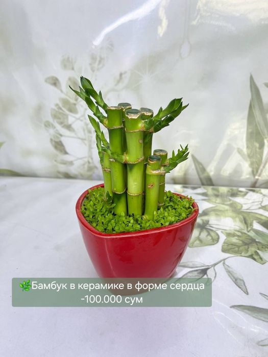 Муррайя, Пеперомия, Пахира и др