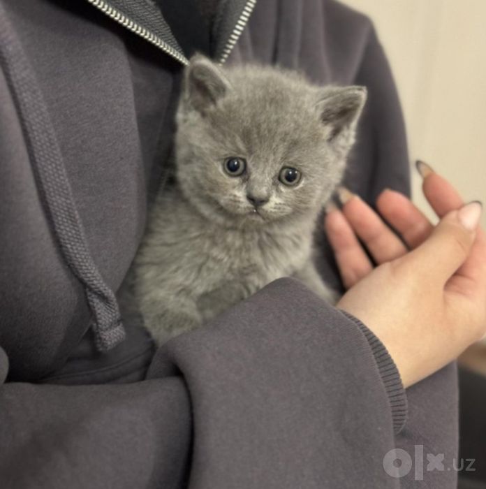 Скотиш страй котёнок