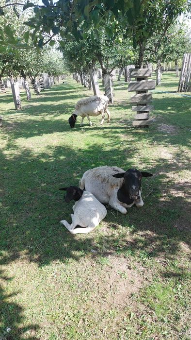 oi, mielute si berbeci dorper