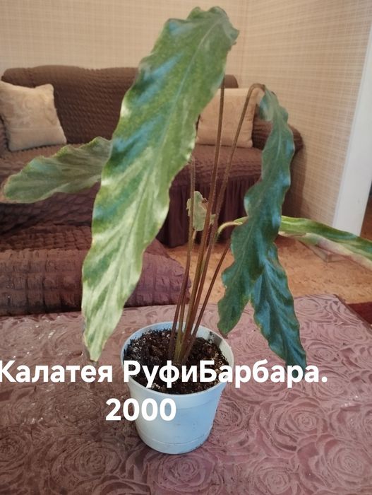 Продам комнатные растения