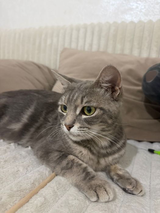 Кошка отдам в добрые руки
