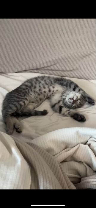 кот,бесплатно алматы