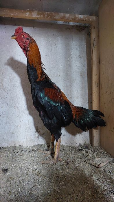 Бойцовский петух. Дакан