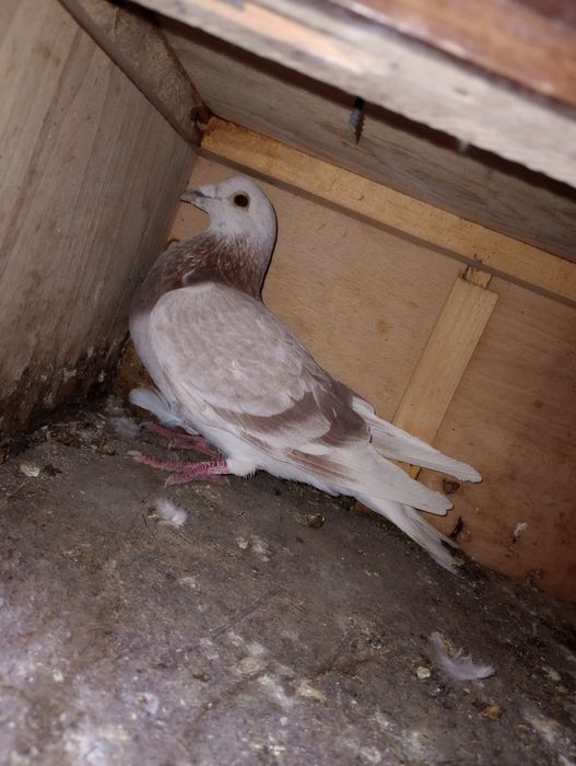 Se dau din lipsă de spațiu.