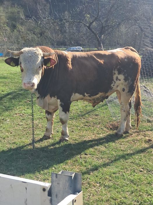 Vând 2 tauri bălțat romanesc și belgian