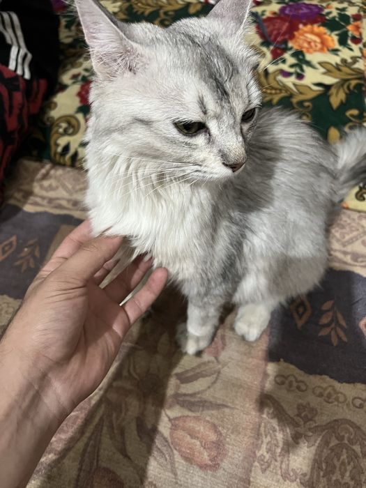 Sibirski shinshilla 1yosh