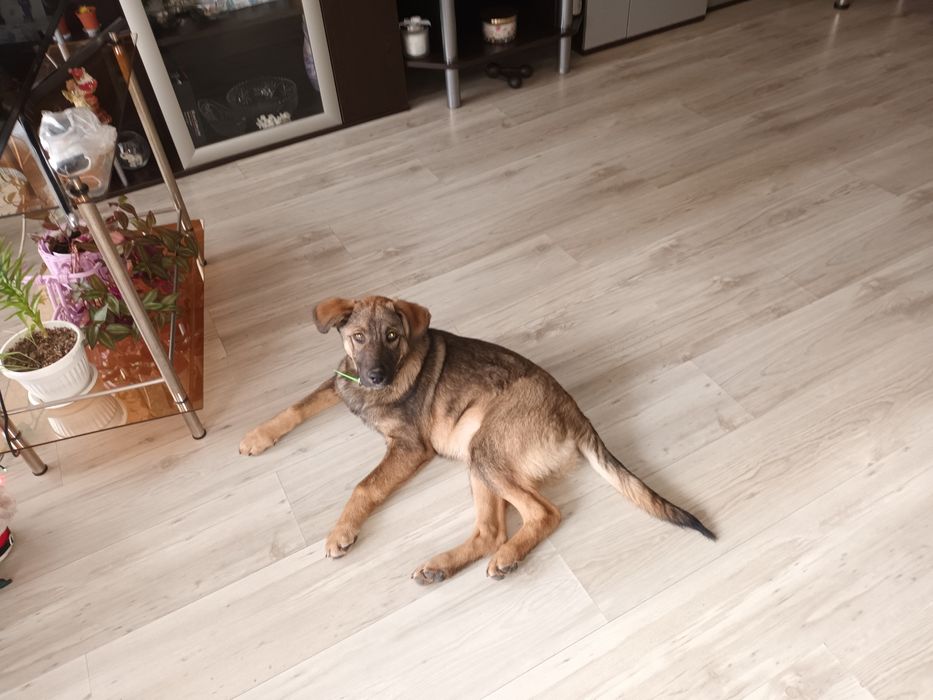 Подарява се бебе Бруно