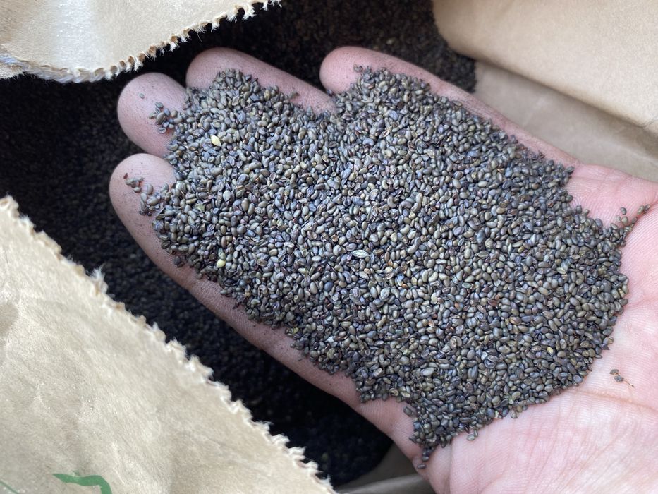 Семена клевер