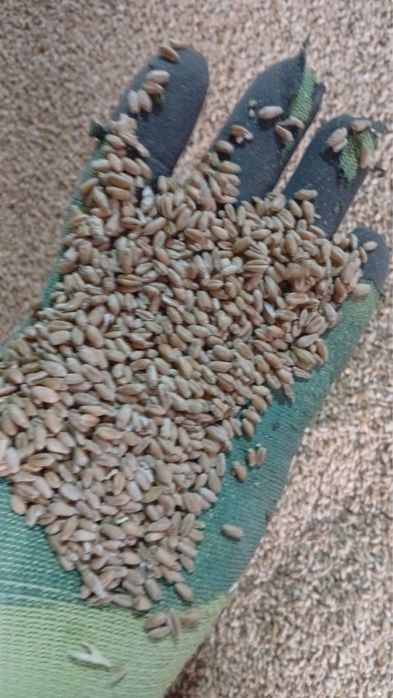 Арпа, бидай, ячмень, горох, лен, чечевица, отруби, кебек