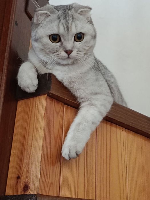 Скотич 1 ешга тулган мушук