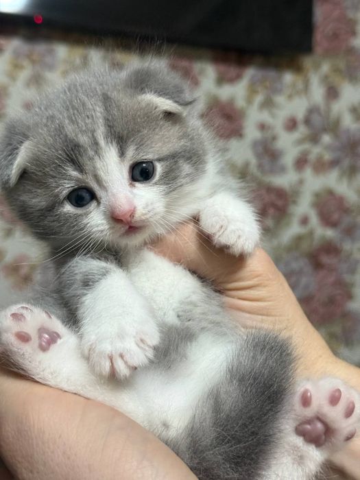 Готовятся к продаже