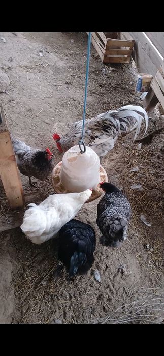 Vand oua australorp