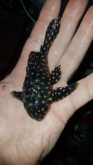 Продам сомики намерные