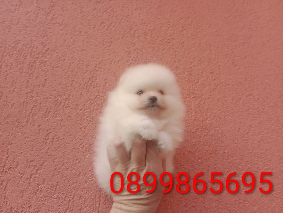 Момиченце. Померан. Реални снимки!