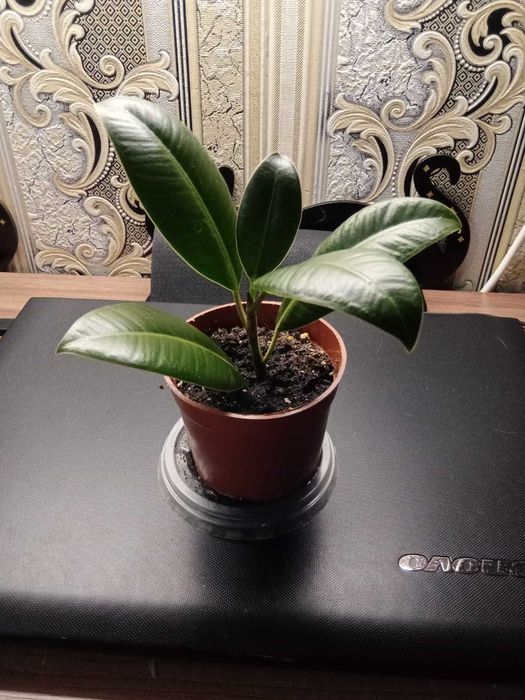 Фикус Каучуконосный