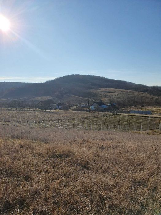 5000 mp Scaesti Dolj