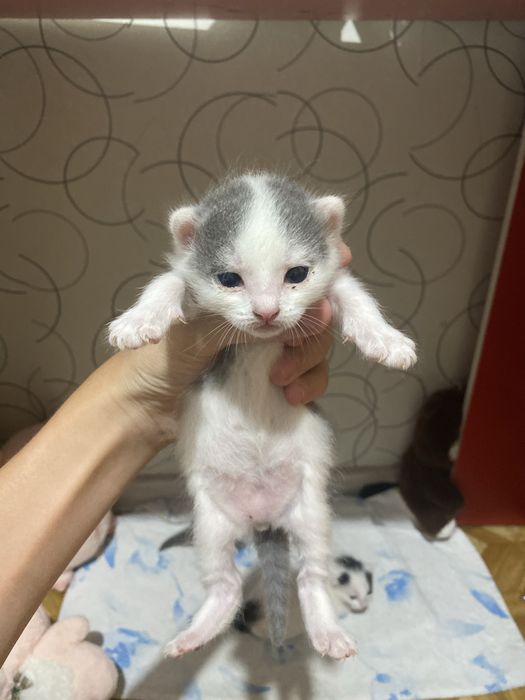 отдам котят бесплатно