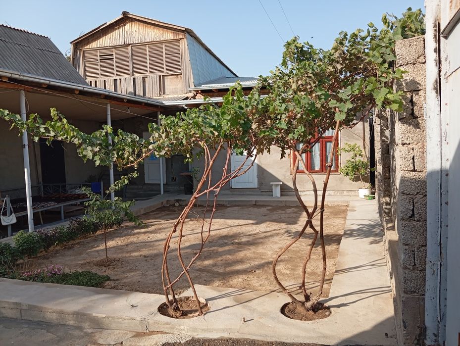 Ховли сотилади 4 хонали яхши шароитли